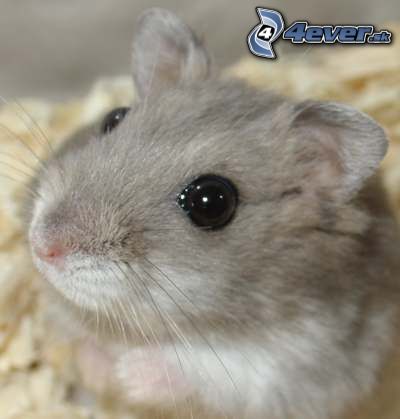 [obrazky_4ever_sk]%20skrecok,%20sedy%205880606.jpg